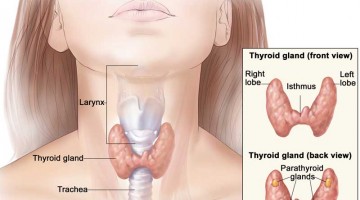 The Thyroid