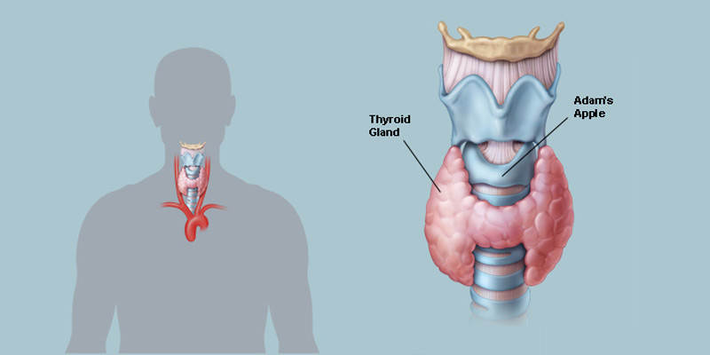 Where is the thyroid gland - thyroid anatomy - Thyroid Sydney