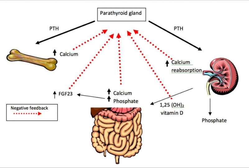 How the Parathyroid Glands Work - Thyroid Clinic Sydney